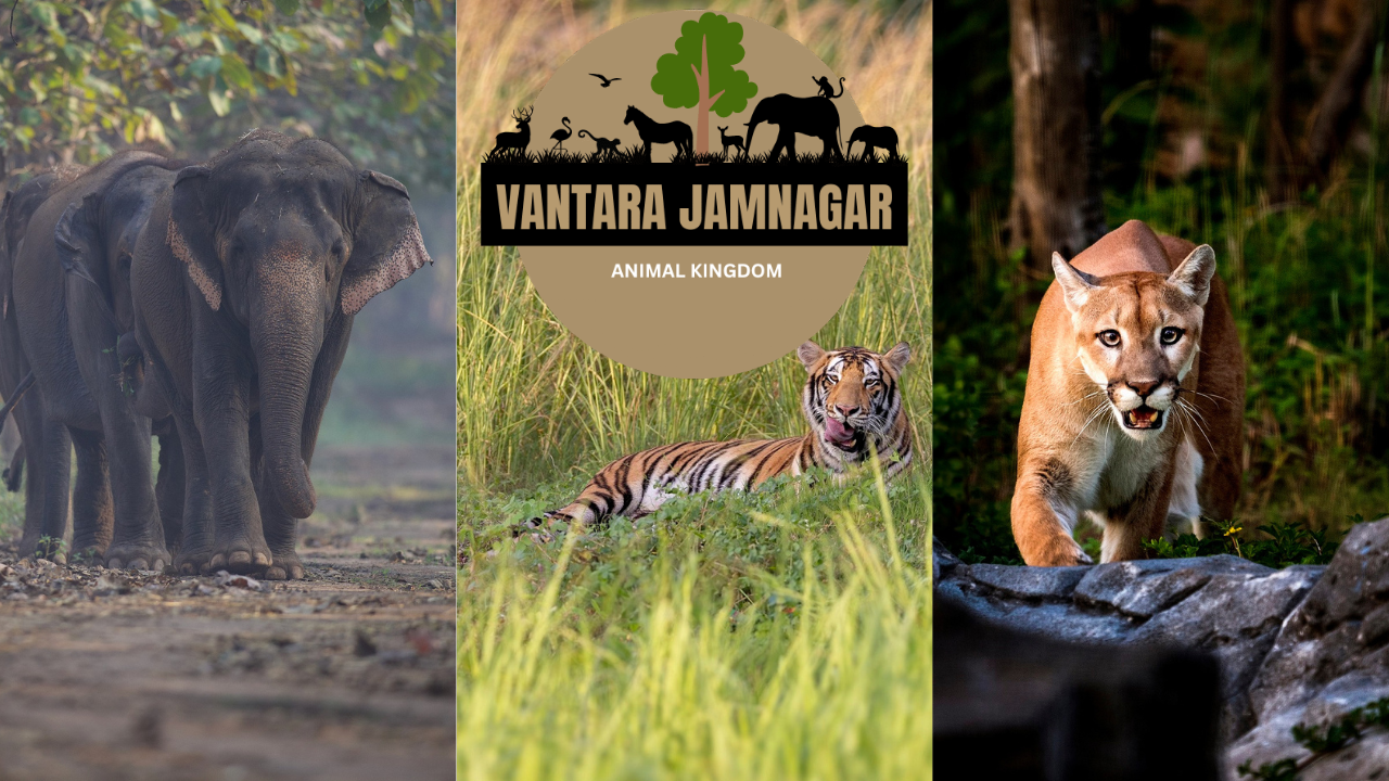 India’s Vantara Wildlife Project gets clean chit