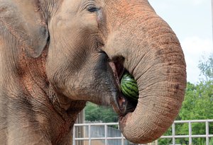 How do zoo animals beat the heat?