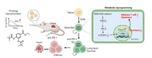 Korean, US researchers develop oral nanomedicine for cancer treatment