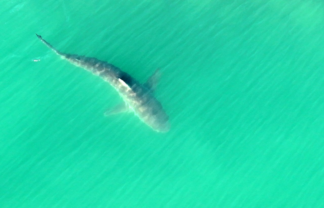 Busan's celebrity shark Bukang-i turns out to be endangered species